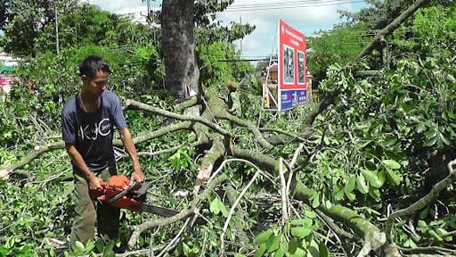 cưa hạ cây tại nhà tp pleiku gia lai