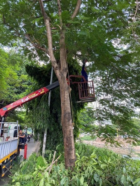 cưa hạ cây tại nhà tp pleiku gia lai