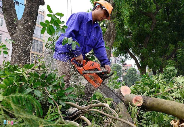 cưa hạ cây tại nhà tp pleiku gia lai