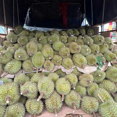 Dịch Vụ Thu Mua Hái Sầu Riêng Tại Vườn Gia lai