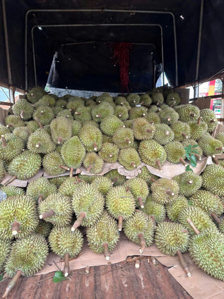 Dịch Vụ Thu Mua Hái Sầu Riêng Tại Vườn Gia lai