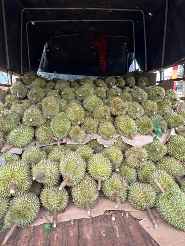 Dịch Vụ Thu Mua Hái Sầu Riêng Tại Vườn Gia lai