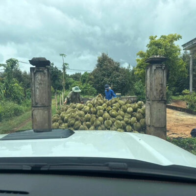 Thu mua sầu riêng trọn gói Gia Lai